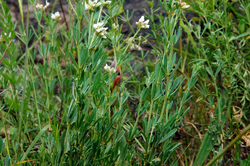 Lotus dorycnium (=Dorycnium pentaphyllum) / Trifoglino legnoso